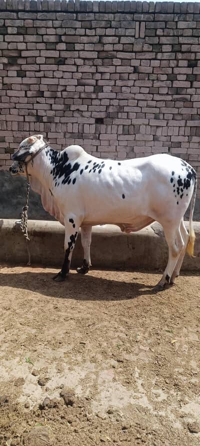 dhani wacha for sale . . . dunda