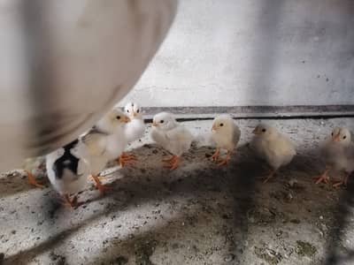 Heera  2500 per piece