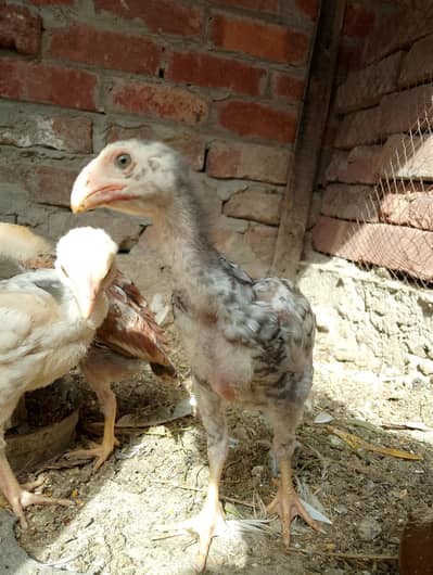 shamo chicks, color cheena, healthy and active