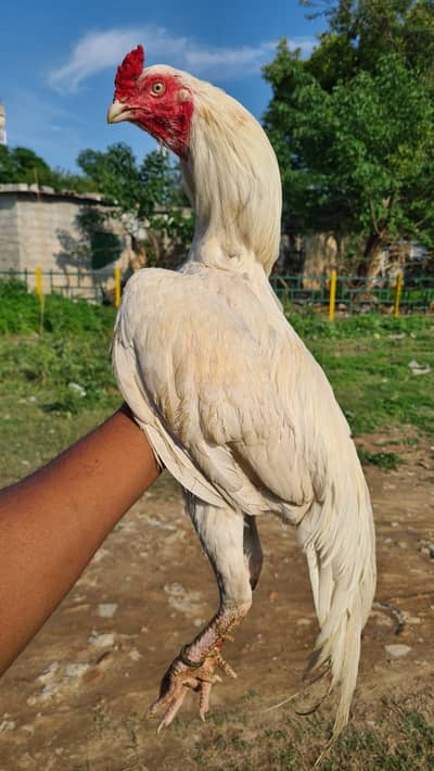 aseel heera paper white for sale