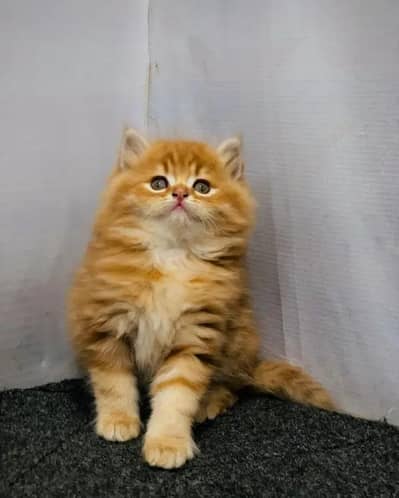 Cates males Ghar Mai rkhny kliy boht cute urgent for sale