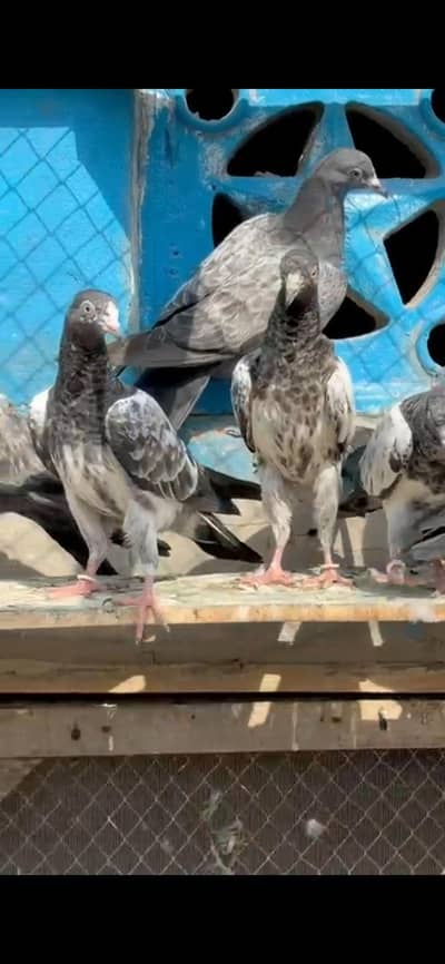 31 Teddy Breader Plus Prwazi bachy