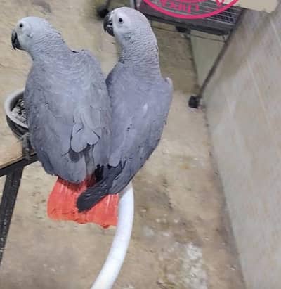 African grey parrot for sale age 3 month