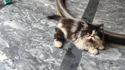 Cfa bloodline piki kitten high quality.