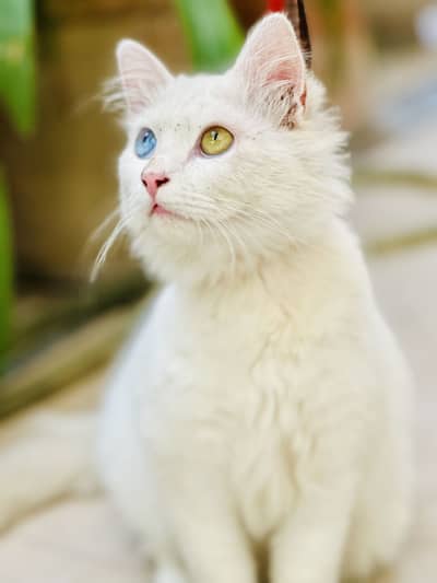 Persian cat 2 eyes colour