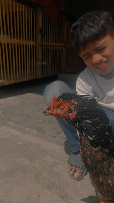 egg laying aseel murggi full healthy