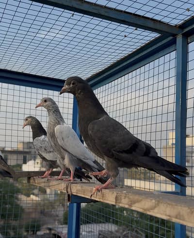 ala quality bachy bht achay hain pawazi good quality