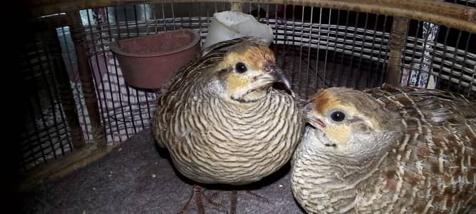 teetar male and female