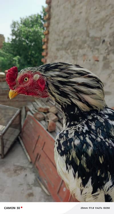 High Quality Aseel prinda. Full High Blood