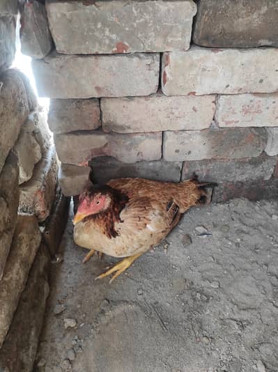 Brown color Aseel chicken