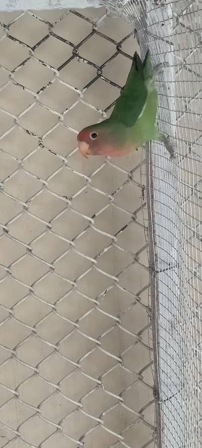 peach face pair for sale