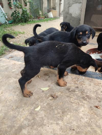 Doberman pups for sale