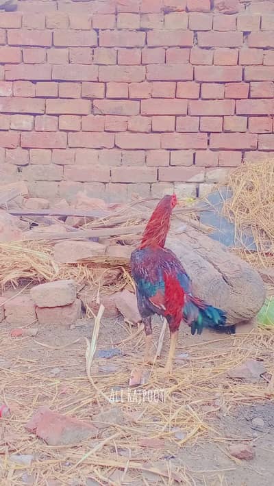 wality aseel patah  [0328-1729770]