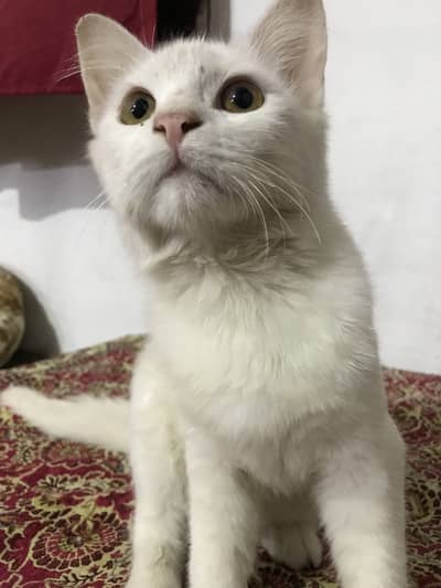 persian double coated.