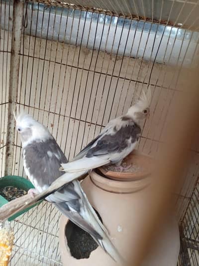 Cocktail set-up Argent Sale