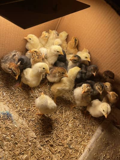 Aseel chicks