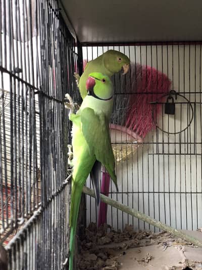 Green Ringneck Breeder Pair