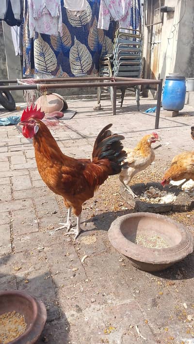 Golden Dasi Hens 1 male 3 female laying eggs