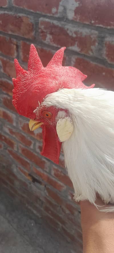 Desi chicken  for sale (2 murghiyan +2 murghay) healthy And home Rai