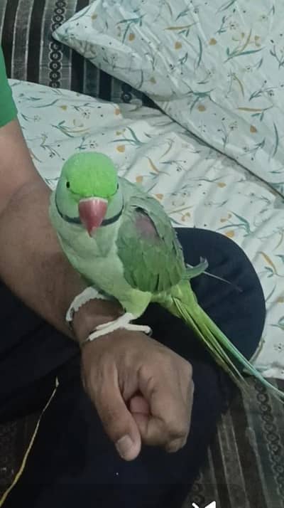 Raw parrot male hand tamed and talking healthy.