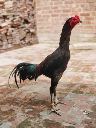 Pure thai panus phatta