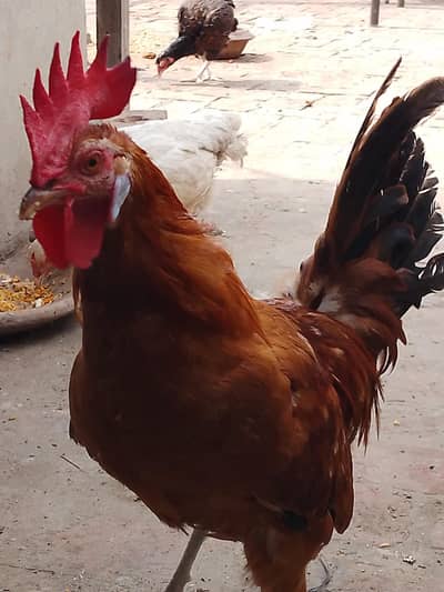 Dasi Hens 1 male 3 female laying eggs