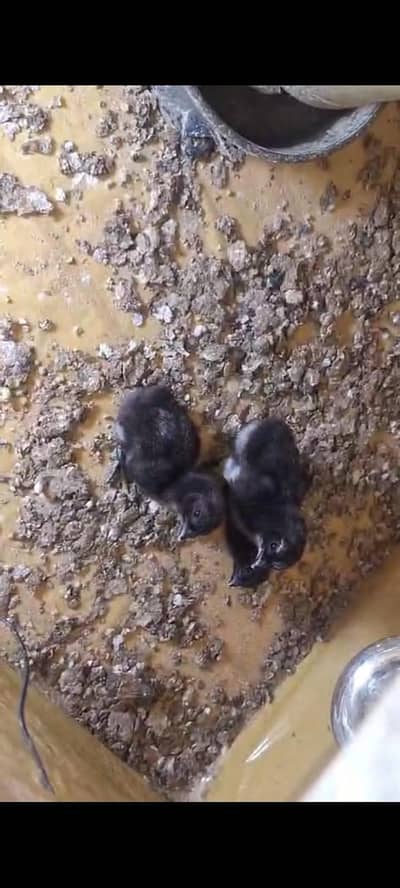 dragon chik availablr