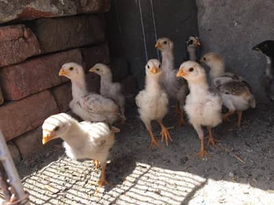 Pure Aseel Chicks