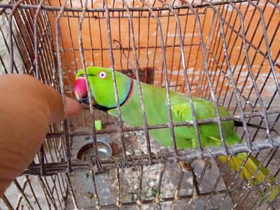 bilkul sai hai koi bimari ni hai Cut ta be ni hai