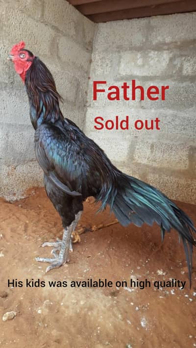 aseel important  pure quality breed