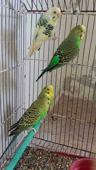 parrots