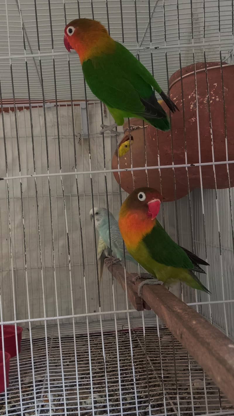  parrots 2