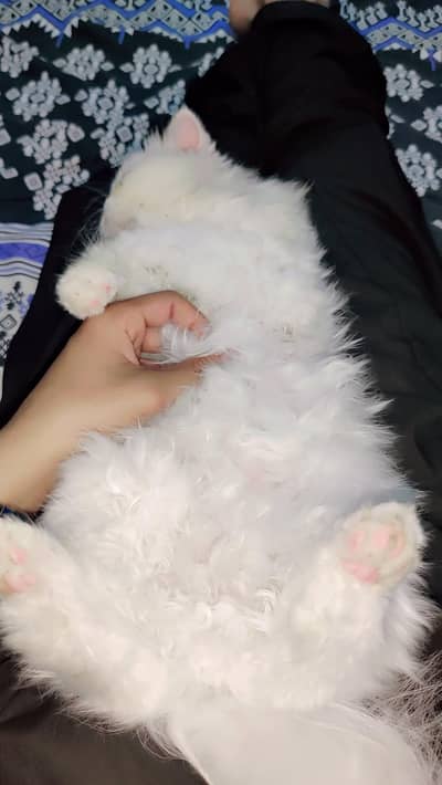 3 months female peke face Persian cat, healthy & Play full