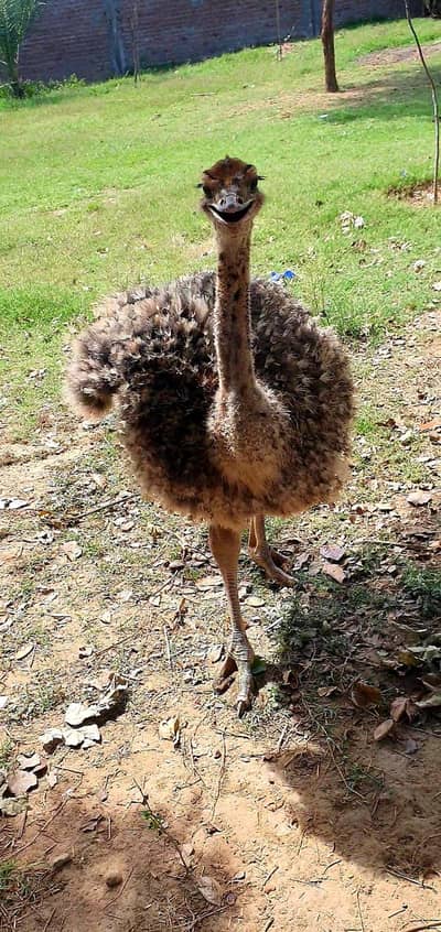 ostrich chicks