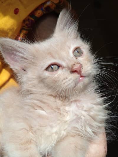 Light Brown 3 coat Russian 4 catten.