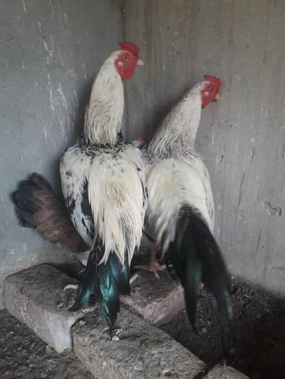 ASEEL MURGA PAIR FOR SALE