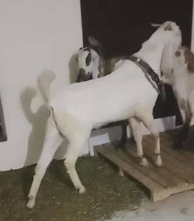 Goat | Bakra | Raja puri | Qurbani Bakra | Bakra for sale | Breeder