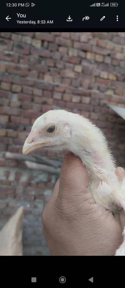 Heera chiks and kurak Maadi