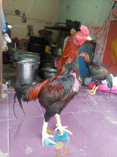 aseel shamo | shamo | white shamo | King  shamo | aseel murgha