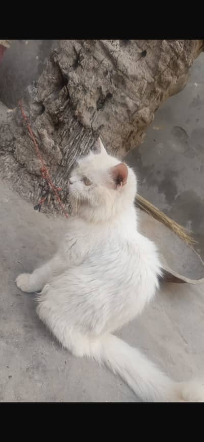 Persian cat looking new home