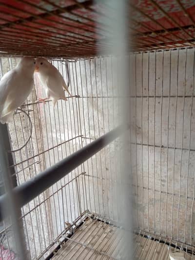 Albino red i pair for sell.