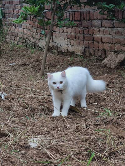 Persian cat for sale