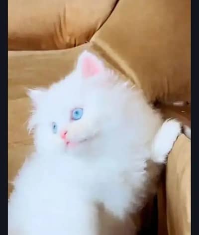 Persian cat for sale male or female my WhatsApp3313091788