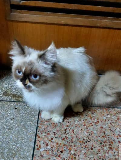 Female cat on urgent sale