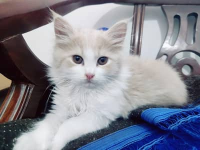 persian kittens for sale