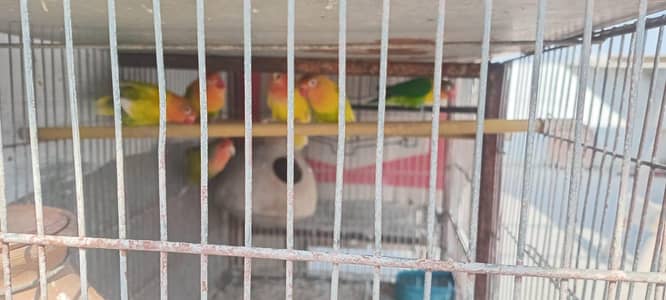 lovebird Breeder pair