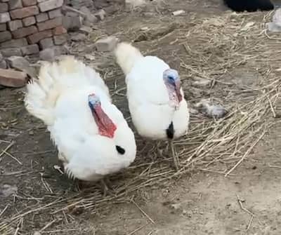 Top quality Breeder Pair