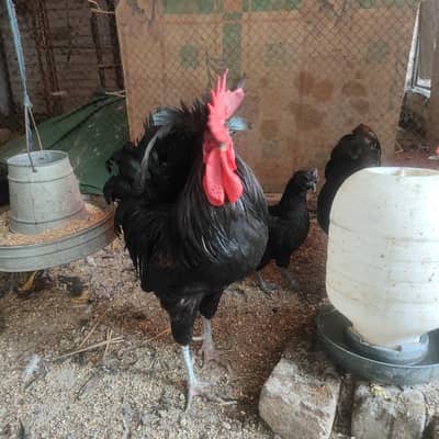 Australorp Rooster