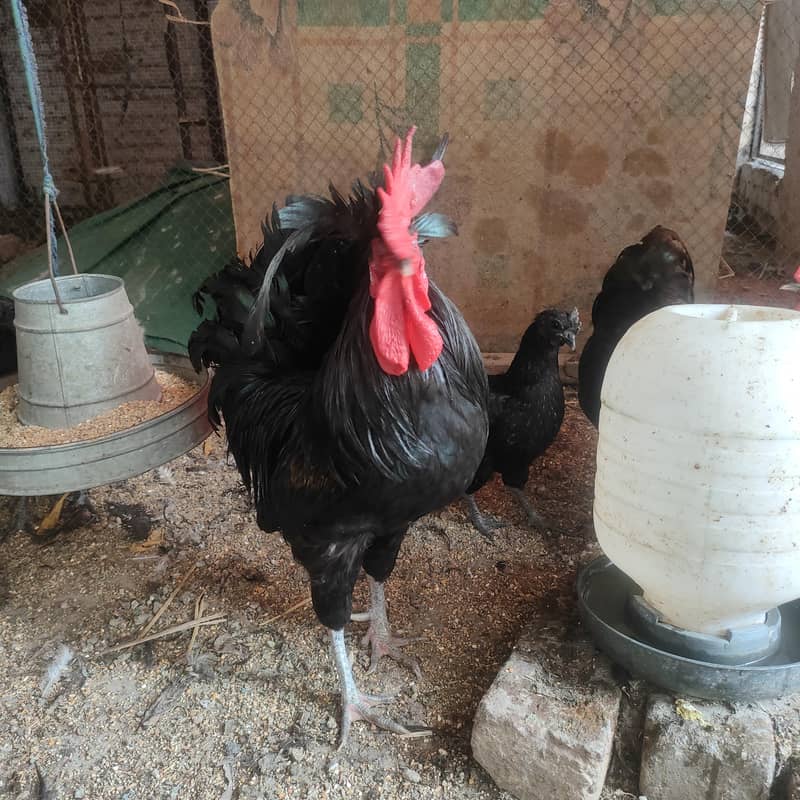 Australorp Rooster 0