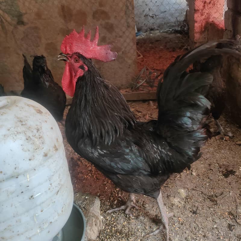 Australorp Rooster 2
